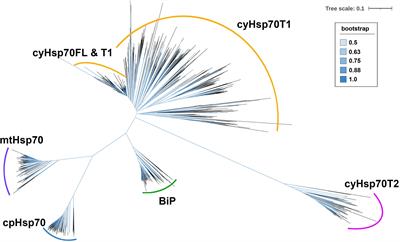 Exploration of the truncated cytosolic Hsp70 in plants - unveiling the diverse T1 lineage and the conserved T2 lineage